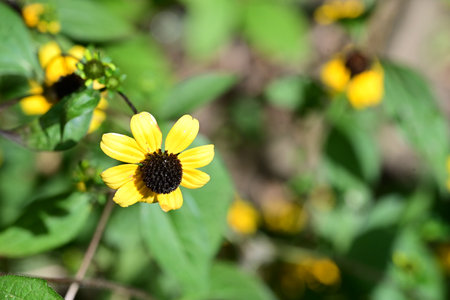 Yellow flowers of Rudbeckia fulgida in the garden.