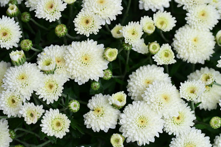 White chrysanthemum flowers in the garden, stock photoの写真素材