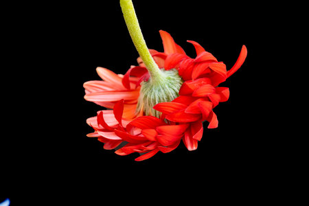 Beautiful red gerbera flower isolated on a black background.の写真素材