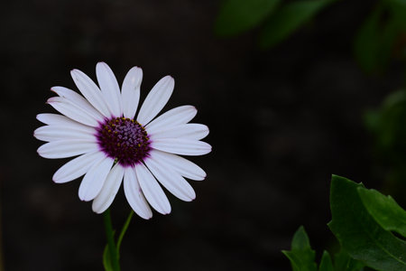 White daisy flower on a dark background. Shallow depth of fieldの写真素材