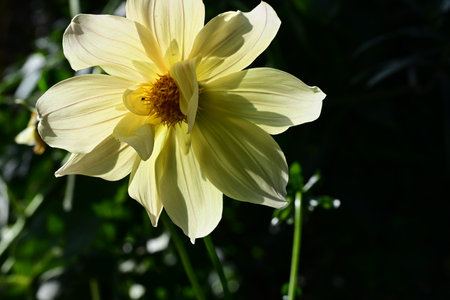 Yellow dahlia flower in the garden on a sunny day.の写真素材