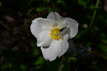 White flower of Japanese anemone (Anemone japonica)の写真素材