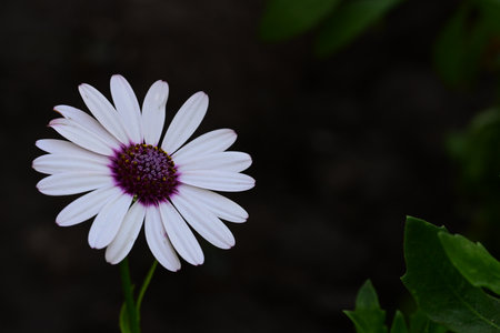 White daisy on a dark background. Shallow depth of field.の写真素材