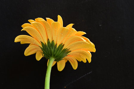 Yellow gerbera flower with water drops isolated on black background.の写真素材