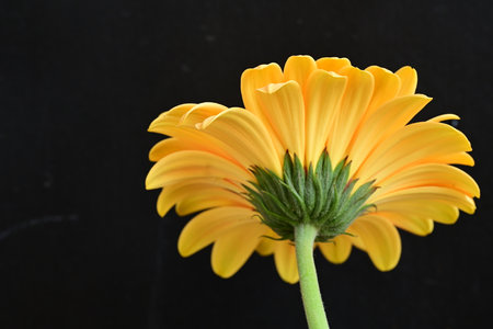 yellow gerbera flower on black background, closeup of photoの写真素材