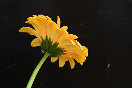 Yellow gerbera flower with water drops isolated on black background.の写真素材