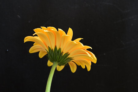Yellow gerbera daisy flower isolated on black background closeupの写真素材