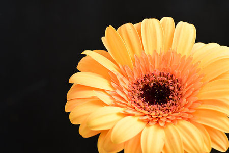 Yellow gerbera flower isolated on black background. Close up.の写真素材