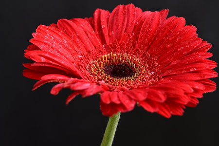 Red gerbera flower with water drops on petals isolated on black backgroundの写真素材