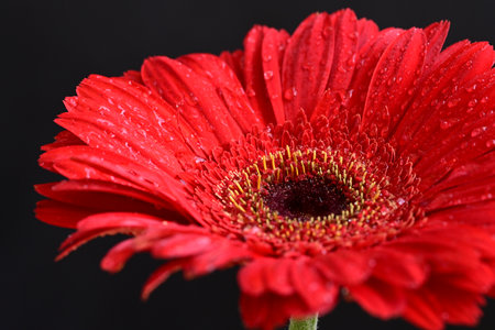 Red gerbera flower with dew drops on a black backgroundの写真素材