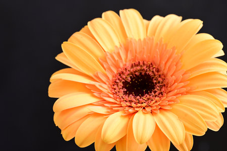 Beautiful orange gerbera flower on black background, closeupの写真素材