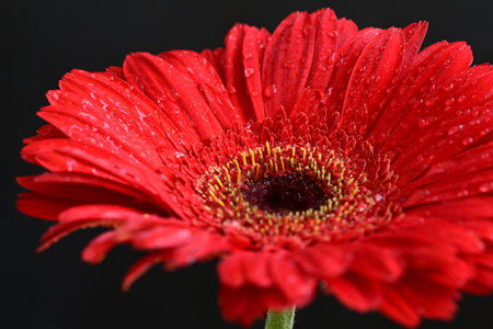Red gerbera flower with water drops isolated on black background.の写真素材