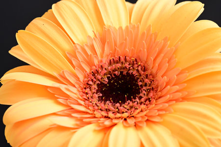 Beautiful gerbera flower on black background, close-upの写真素材