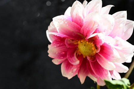 Pink dahlia flower with water drops on a black background.の写真素材