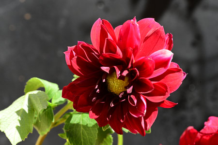 Beautiful red dahlia flower on black background, closeupの写真素材
