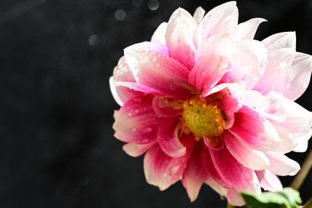 Pink dahlia flower with water drops on a black background.の写真素材