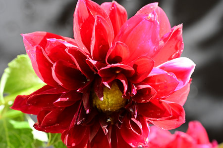 Red dahlia flower in a pot on a black background.の写真素材