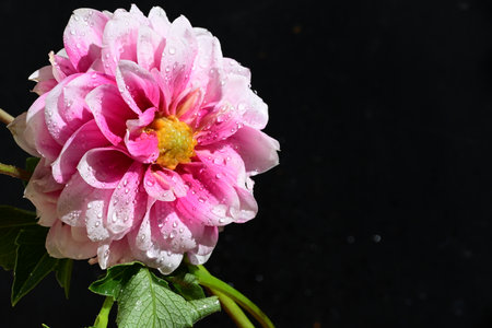Pink dahlia flower with water drops on a black background.の写真素材