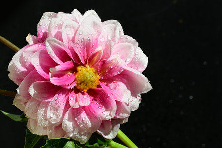 dahlia very nice colorful garden flower close up in the sunshineの写真素材