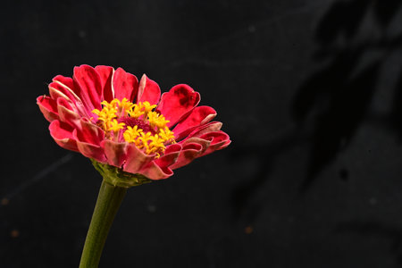 Zinnia flower isolated on black background, Zinnia elegansの写真素材