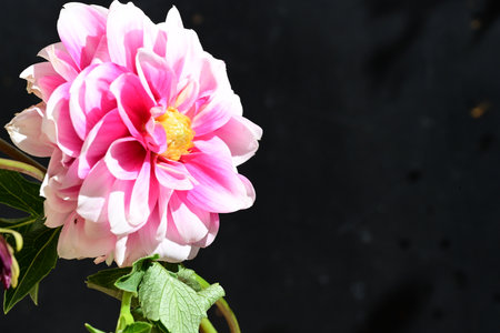 pink dahlia flower on a black background close-upの写真素材