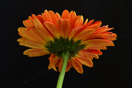 Orange gerbera flower with water droplets on a black backgroundの写真素材