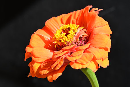 Orange zinnia flower on black background, closeup of photoの写真素材