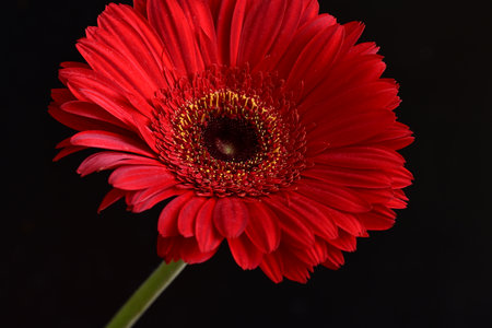 Red gerbera flower isolated on black background. Close up.の写真素材