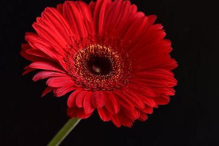 Red gerbera flower isolated on black background, close-upの写真素材