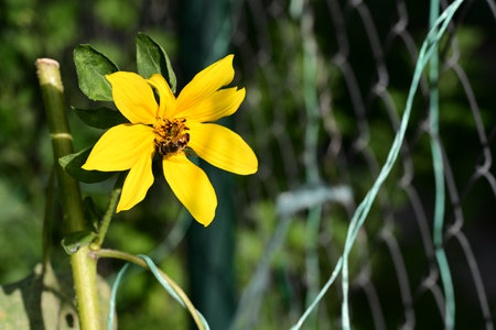 Bee on a yellow flower on a background of green grass and fenceの写真素材