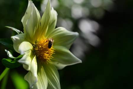 Bee on a dahlia flower in the garden. Selective focus.の写真素材
