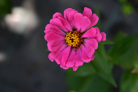 Zinnia elegans, Zinnia violacea Cav.の写真素材