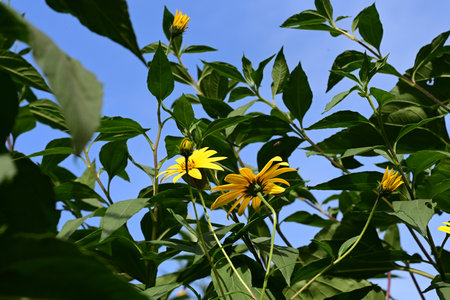 Jerusalem artichoke, Mexican sunflower, Tithonia diversifoliaの写真素材