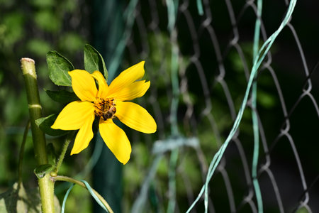 Close up of a yellow sunflower with a bee in the backgroundの写真素材