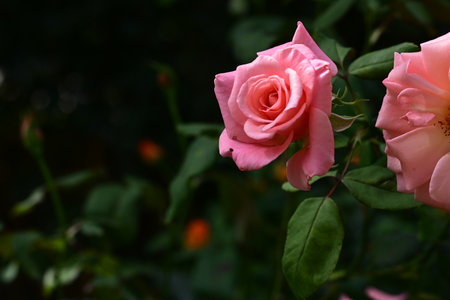 pink and white rose in the garden with green leaves background.の写真素材