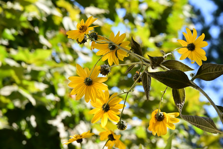 Mexican Sunflower Weed (Helianthus annuus)の写真素材