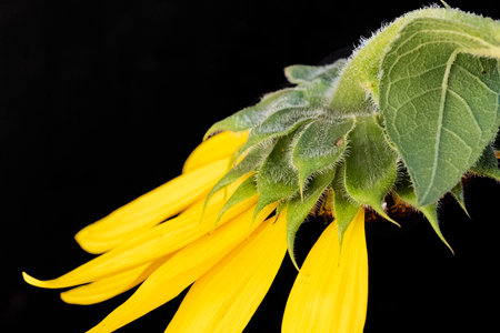 sunflower on a black background close-up. bright yellow flowersの写真素材