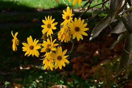 Beautiful yellow daisy flowers in the garden on a sunny dayの写真素材
