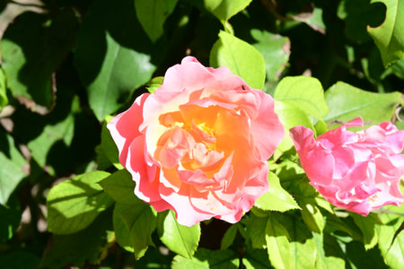 Roses in the garden, Roses are beautiful with a beautiful sunny day.の写真素材