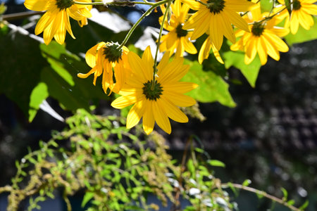 Yellow flowers of rudbeckia on a background of green leaves.の写真素材