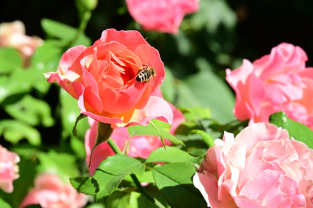 Bee on a pink rose in the garden on a sunny summer dayの写真素材