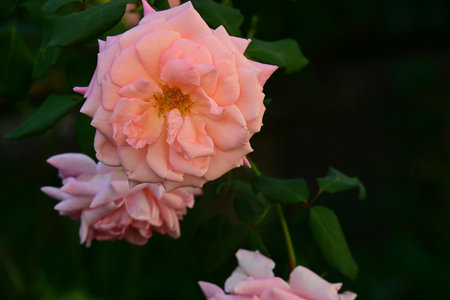Beautiful pink rose blooming in the garden on a summer dayの写真素材