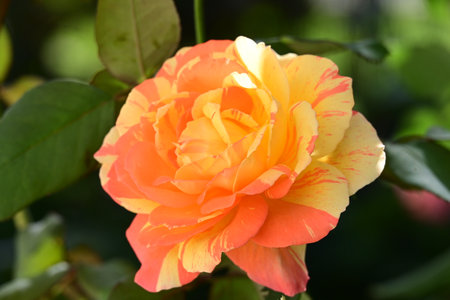 Orange rose with green leaves in the garden. Shallow depth of field.の写真素材