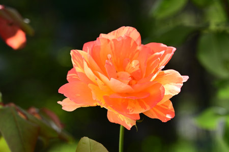 Beautiful orange rose blooming in the garden on a sunny dayの写真素材