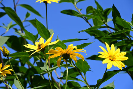 Yellow flowers on the background of blue sky, close-up.の写真素材