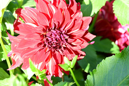 Beautiful red dahlia flower with green leaves in the gardenの写真素材
