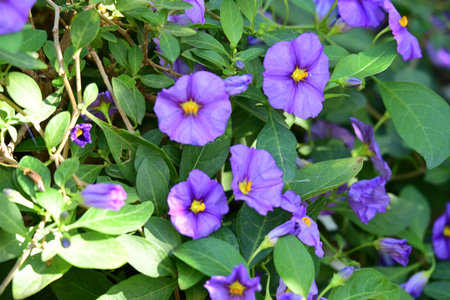 Purple flowers in the garden, Thailand. (Scientific name Duranta erecta L.)の写真素材
