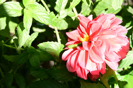 pink dahlia flower in the garden with green leaves backgroundの写真素材