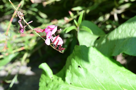 Pink flower and green leaf background in the garden, Close up.の写真素材
