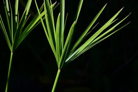 Close up of green palm leaves on dark background. Shallow depth of field.の写真素材